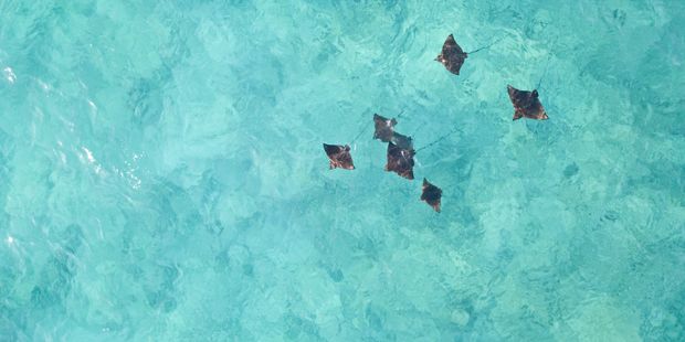 Eine Drohnen Aufnahme zeigt eine Vielzahl rochen im tuerkisblauen Wasser der Seychellen