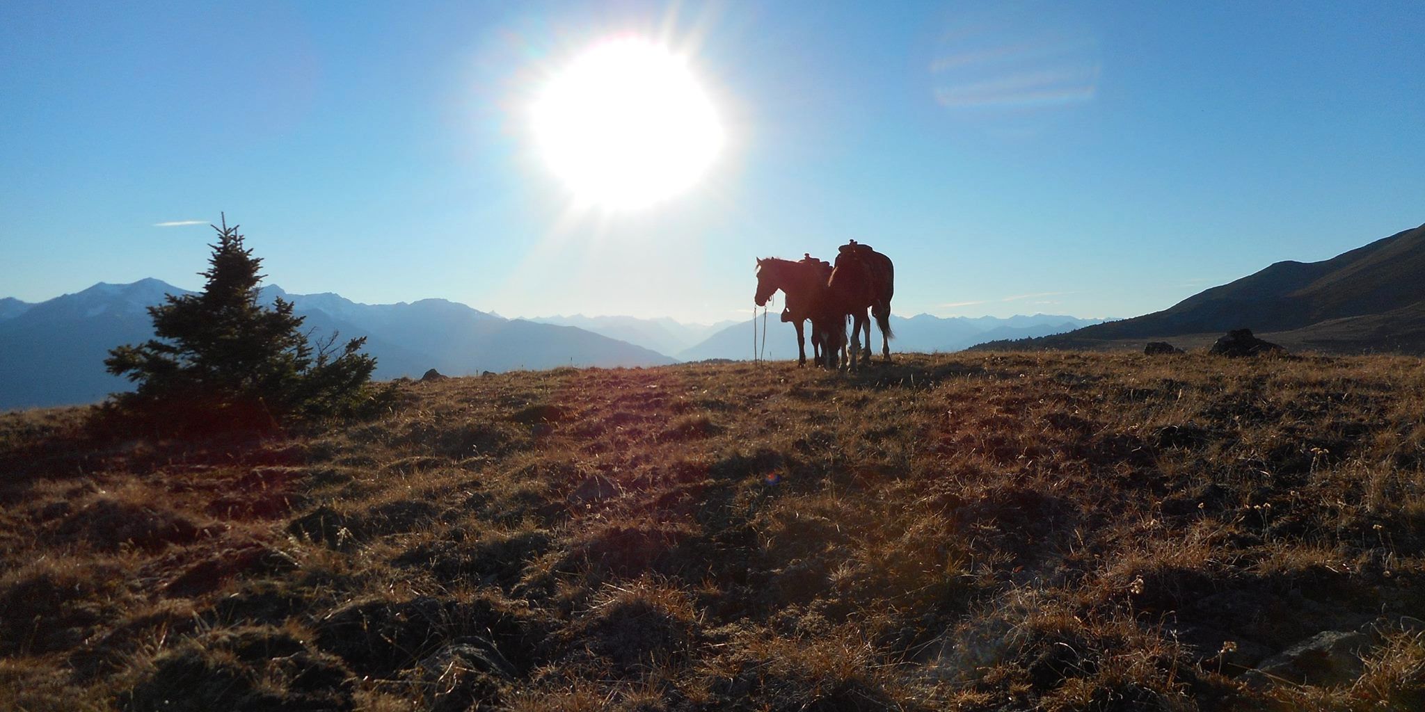 natur-und-rangerkurs-kanada-nordamerika-pferdeguide-advanced-pferd-wiese-natucate