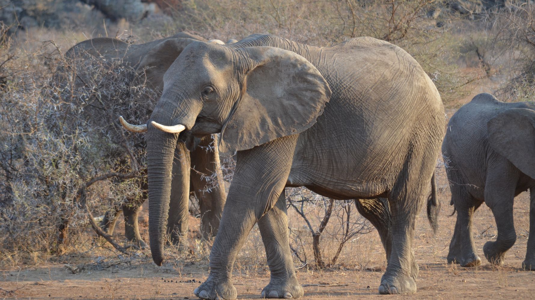 artenschutz-bedrohte-tierarten-elefanten