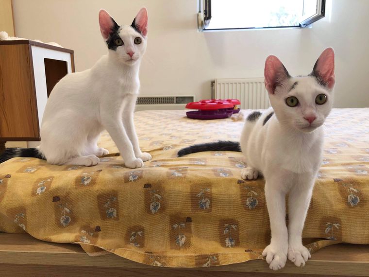 erfahrungsbericht-freiwilligenarbeit-griechenland-tierschutz-caroline-katzen-zimmer-natucate