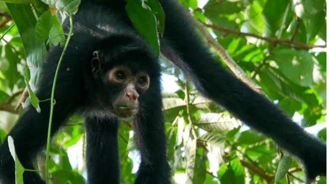 erfahrungsbericht-peru-volunteering-juliana-spider-monkeys