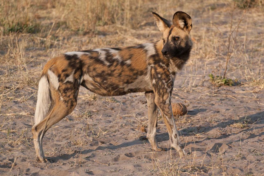 Close up of an African wild dog in the South African savannah