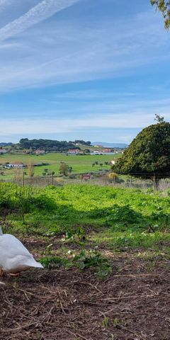 White ducks running free on the railings of the animal welfare sanctuary in Portugal