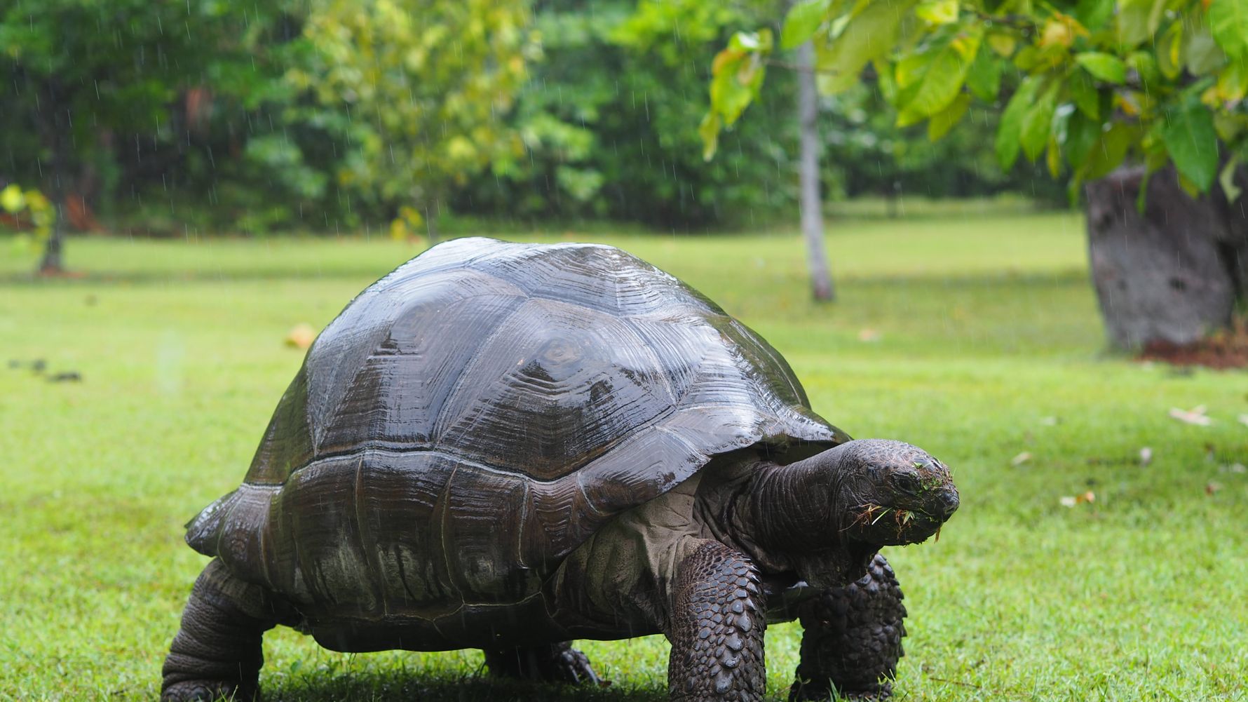 freiwilligenarbeit-seychellen-artenschutz-erfahrungsbericht-kundenfotos-schildkroete-natucate