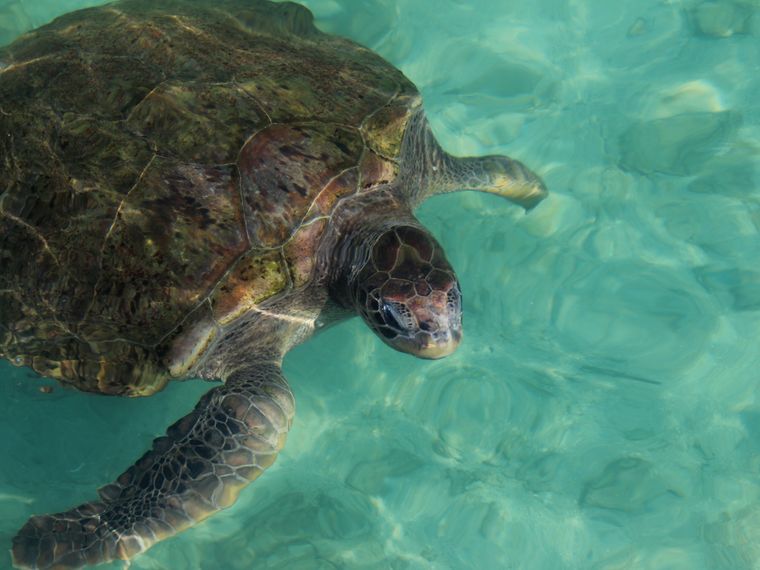 freiwilligenarbeit-griechenland-kefalonia-friederike-schildkrote-unterwasser