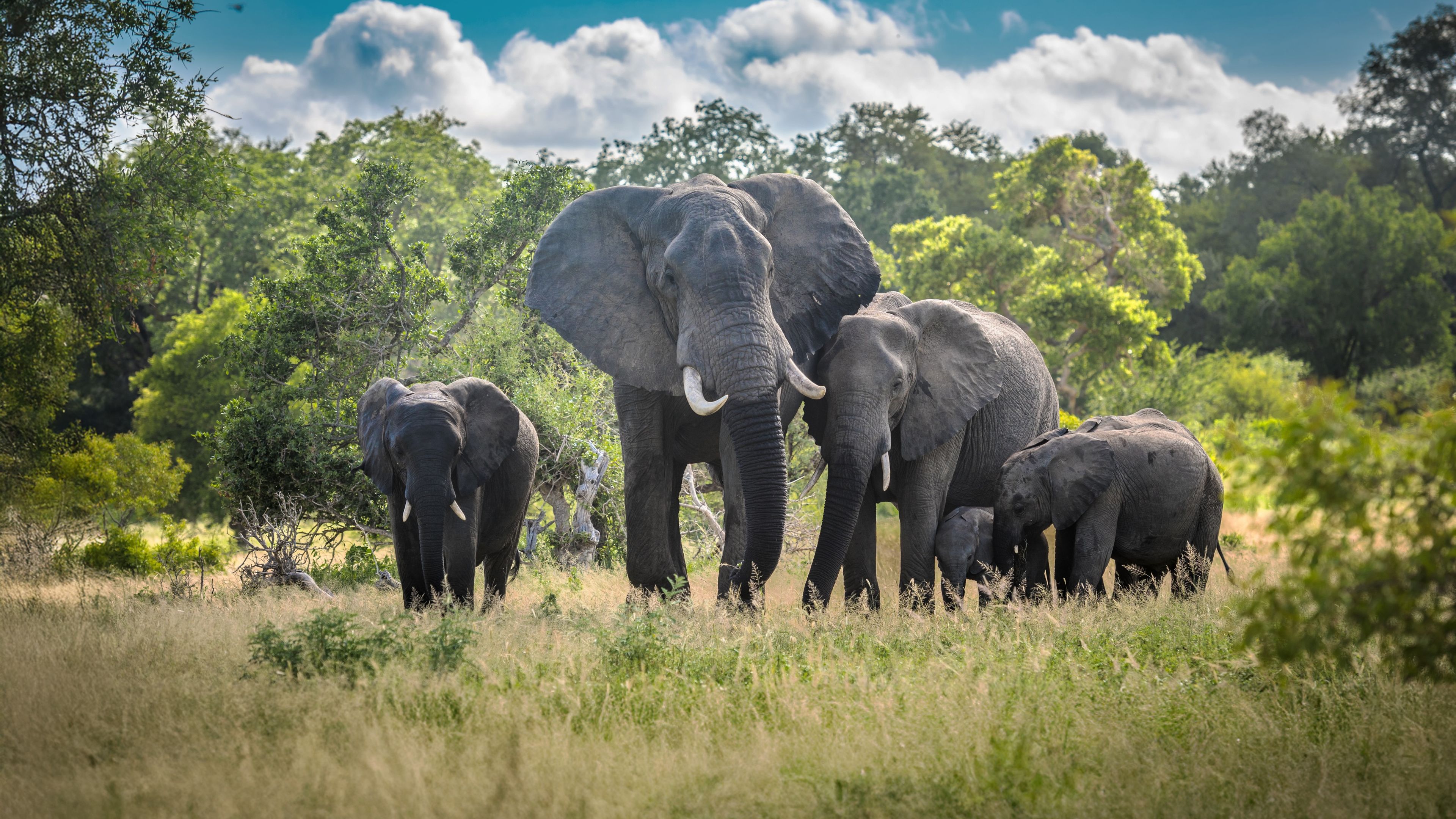 natucate-internship-south-africa-zululand-elephants-herd-hero