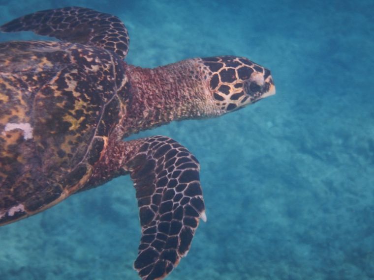 freiwilligenarbeit-seychellen-artenschutz-erfahrungsbericht-kundenfotos-natucate