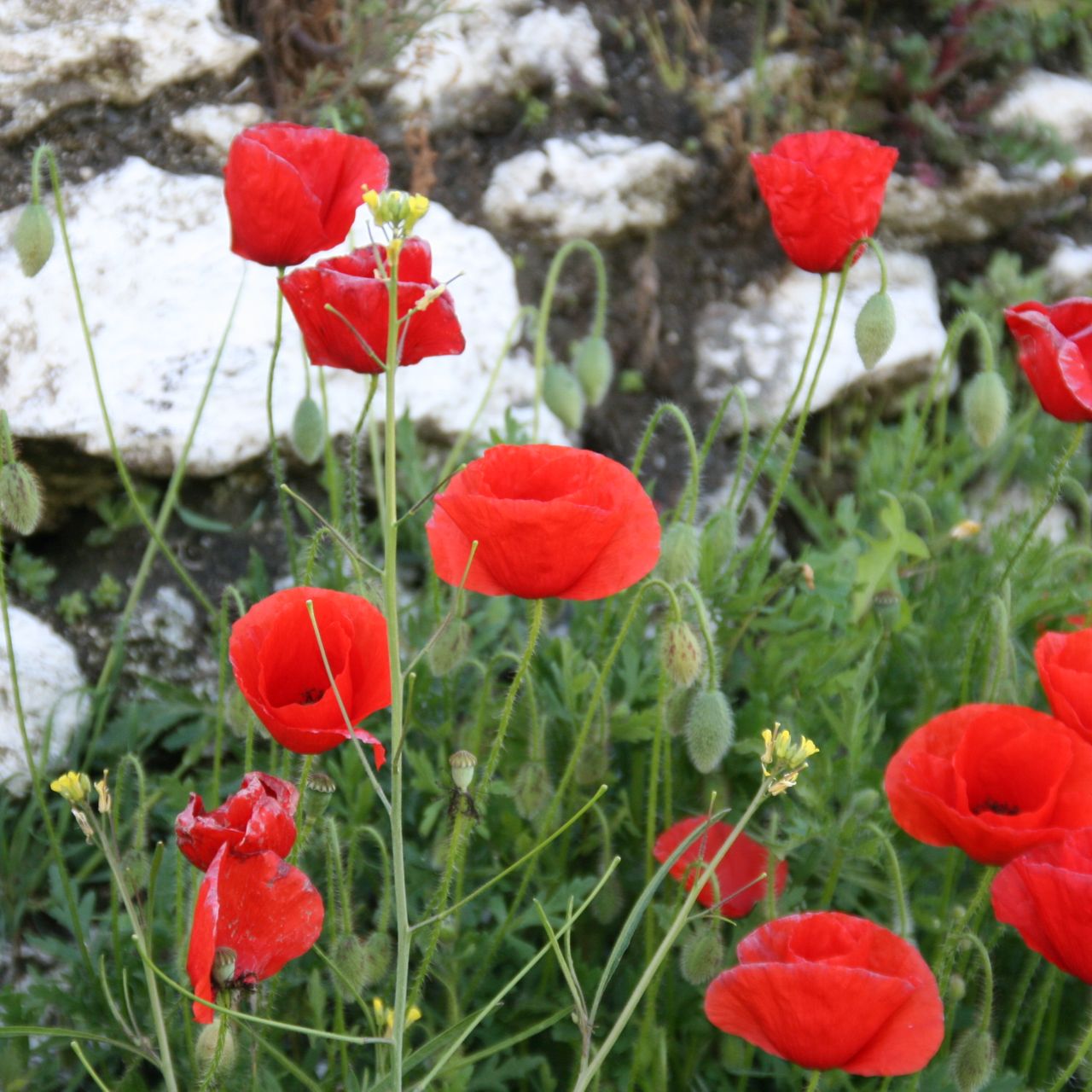 freiwilligenarbeit-spanien-erfahrungsbericht-naturschutz-natucate