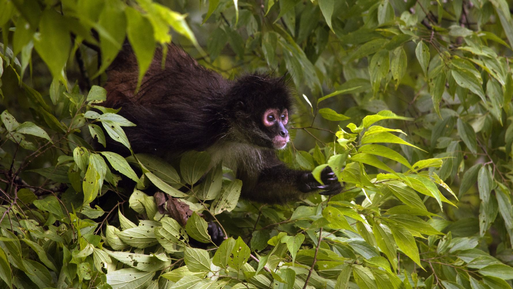 natucate-laenderinfo-guatemala-spider-monkey