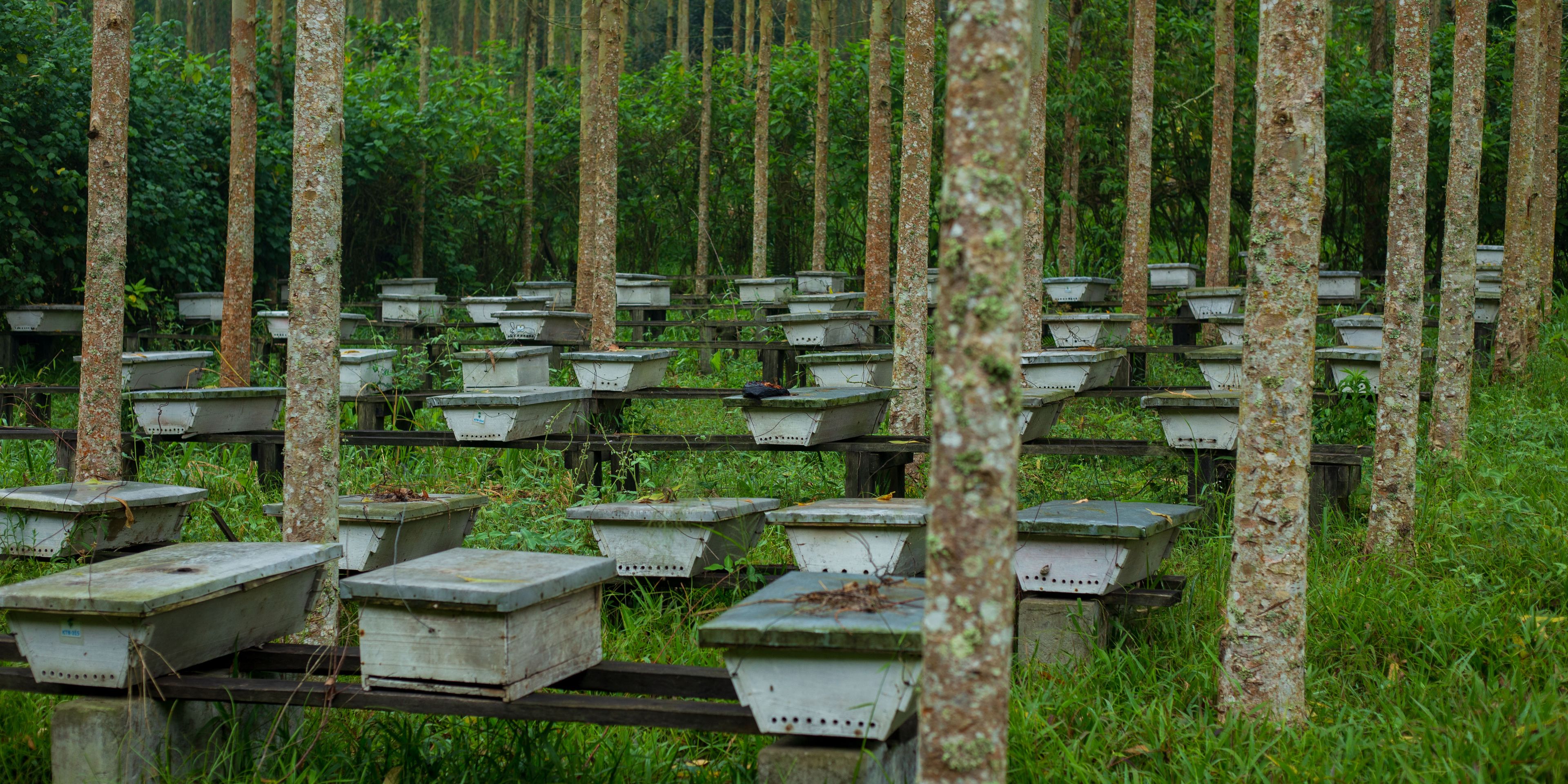freiwilligenarbeit-uganda-kaesten-bienen