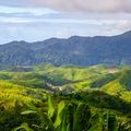 madagascar-laenderinformationen-landschaft-regenwald