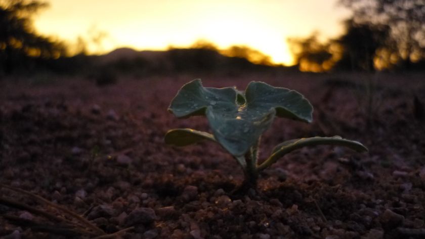 blog-ratgeber-fuenf-gruende-nachhaltig-reisen-namibia-pflanze-natucate