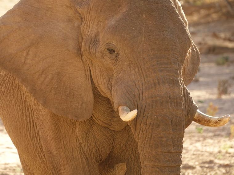 erfahrungsberichte-freiwilligenarbeit-elefantenschutz-namibia-hendrik-elefant-nahaufnahme