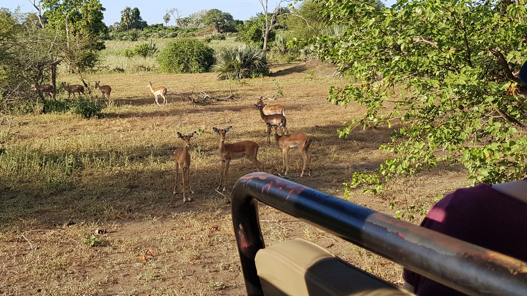 blog-news-projektbesuch-ecoquest-suedafrika-impalas-natucate