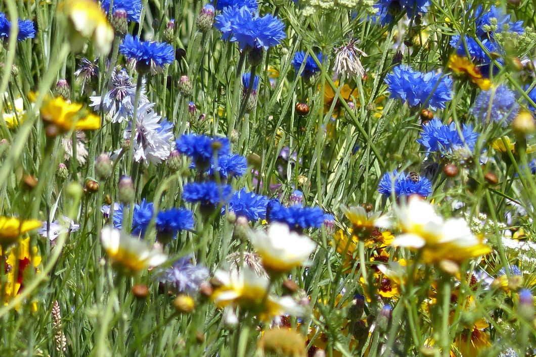 naturreise-deutschland-ostfriesland-ecotour-blumenwiese-natucate