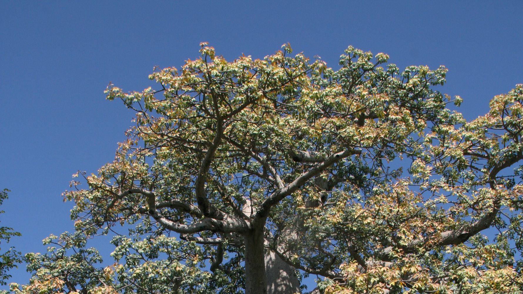 affenbrotbaeume-afrika-naturwissen