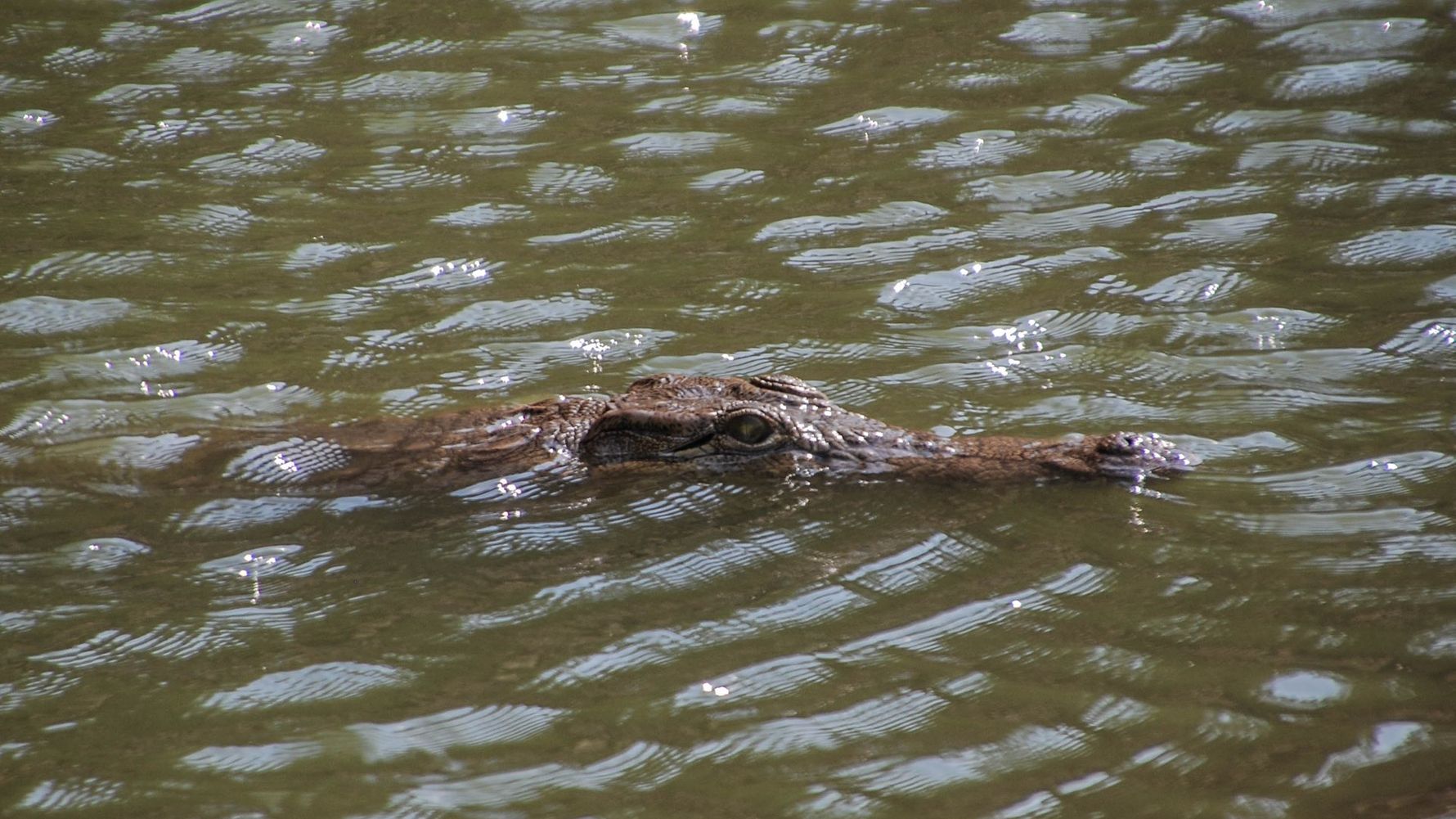 erfahrungsberichte-suedafrika-rangerausbildung-krokodil-natucate