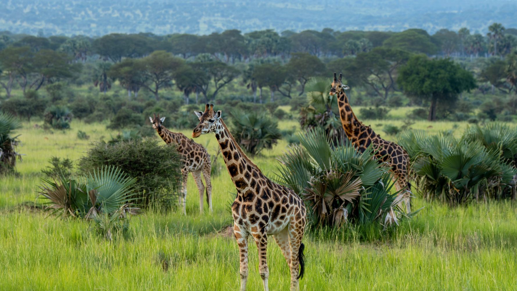 Rothschild giraffes