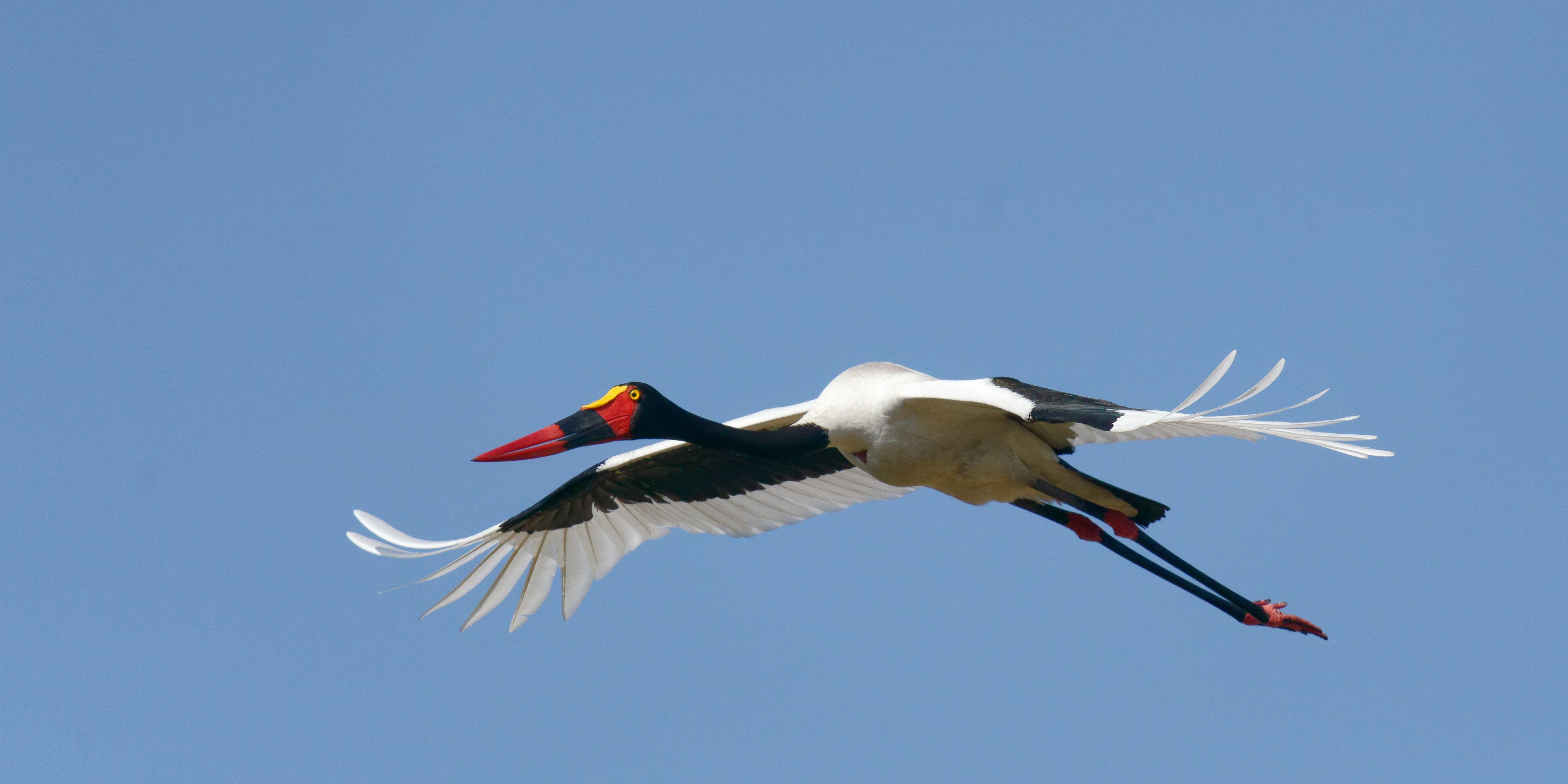 natucate-safari-botswana-abenteuer-camp-little-sable-saddle-billed-stork