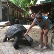 Eine freiwillige Helferin pflegt eine Landschildkroete