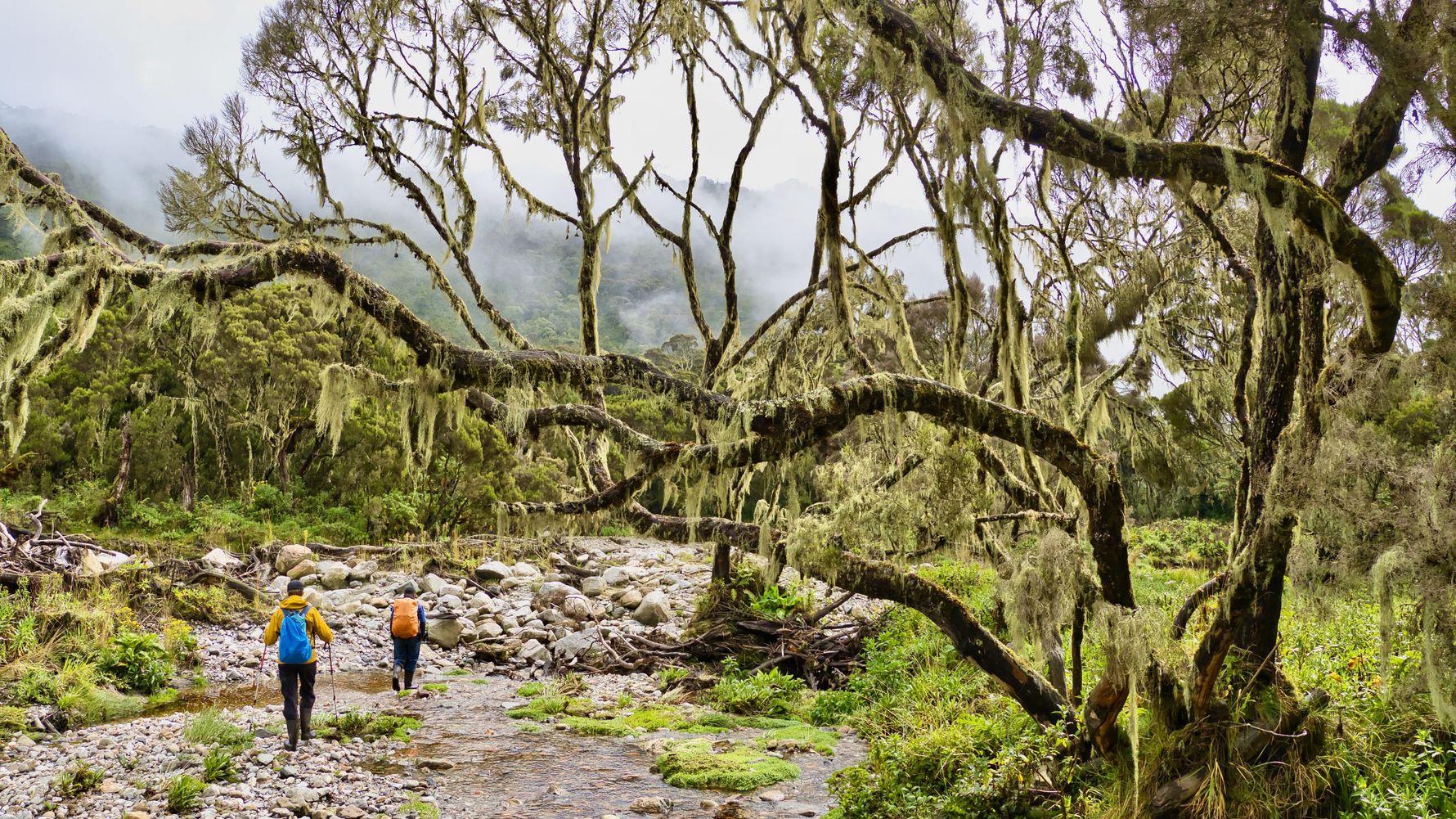 Trail in the Rwenzori Mountains mit Flusslauf