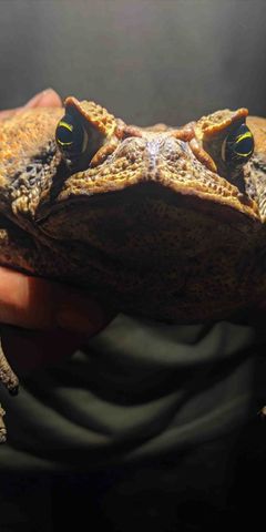 Diese Nachtaufnahme zeigt eine Aga-Kröte, auch Riesenkröte oder Cane Toad genannt, aus Peru, welche mit zwei Händen gehalten und frontal in die Kamera gehalten.