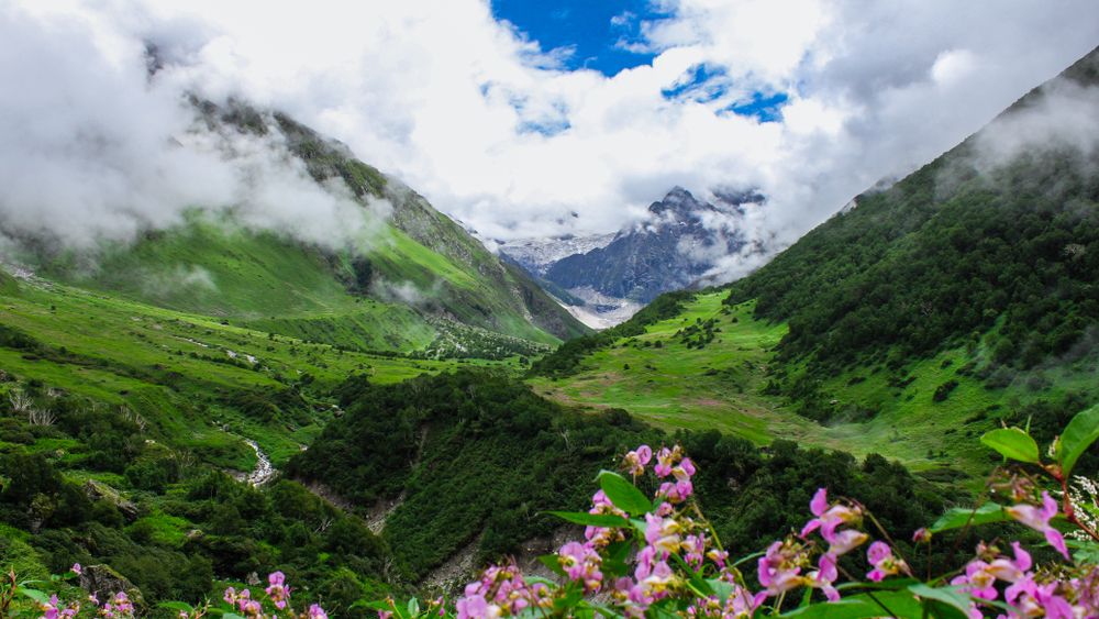 natucate-blog-nepal-bird-watching-himalaya-flower-green-tale