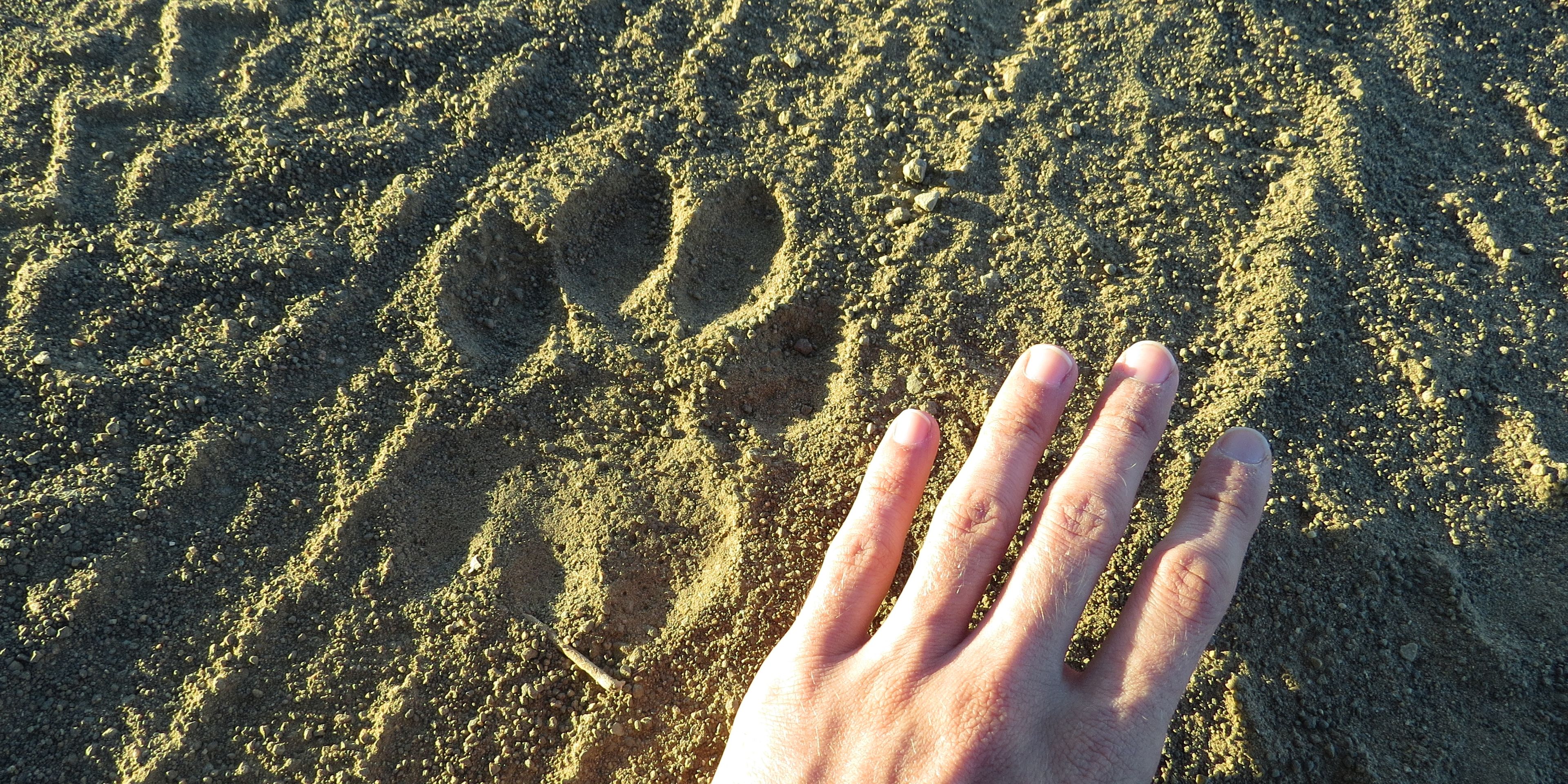 Nahaufnahme eines Pfotenabdrucks im Sand und einer menschlichen Hand zum Groessenvergleich