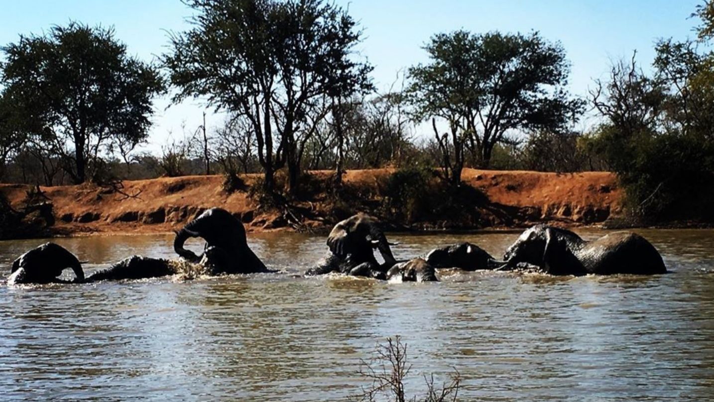 erfahrungsberichte-rangerkurse-suedafrika-field-guide-level-1-sara-elefanten