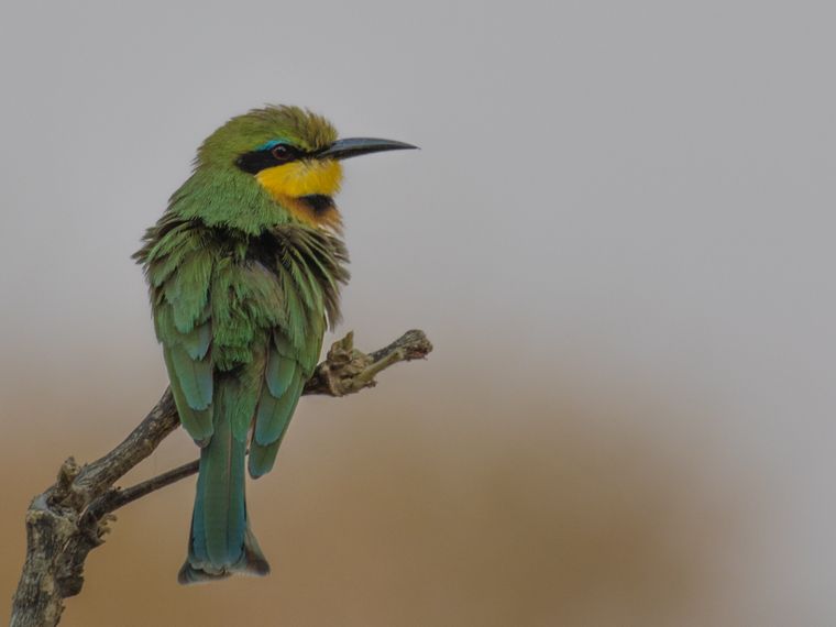 safari-botswana-naturwunder-des-nordens-beeeater