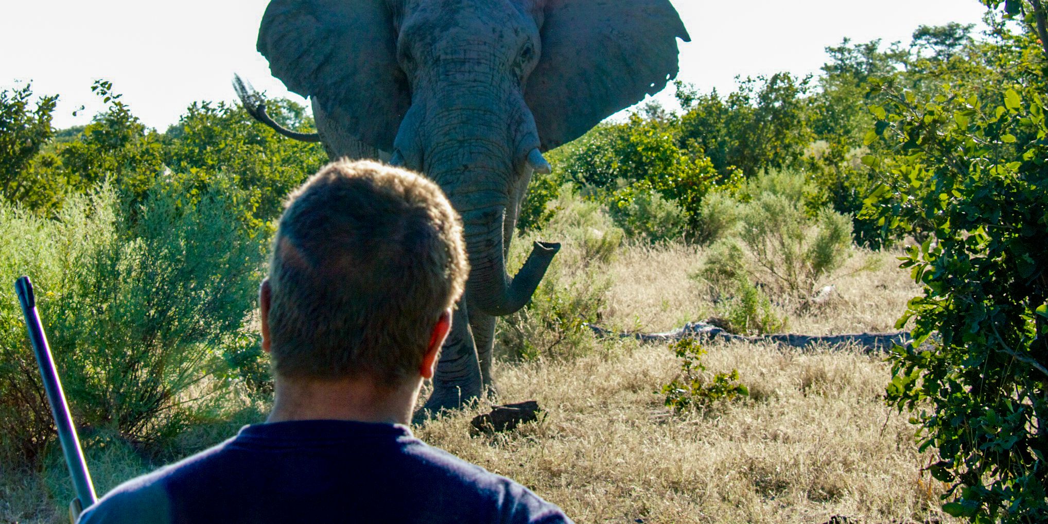 Ein Guide entdeckt waehrend einer Pirschwanderung einen Elefanten in direkter Naehe