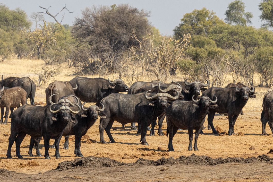 natucate-private-wilderness-experience-hwange-zimbabwe-buffalo-herd
