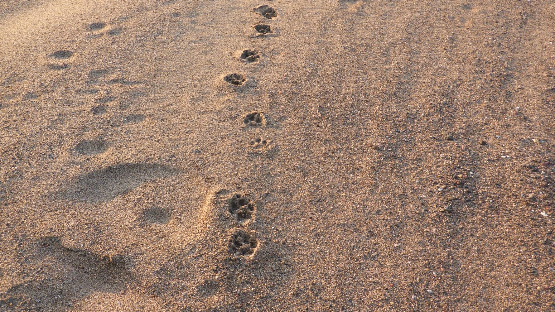 rangerausbildung-wissen-saeugetiere-spuren-natucate