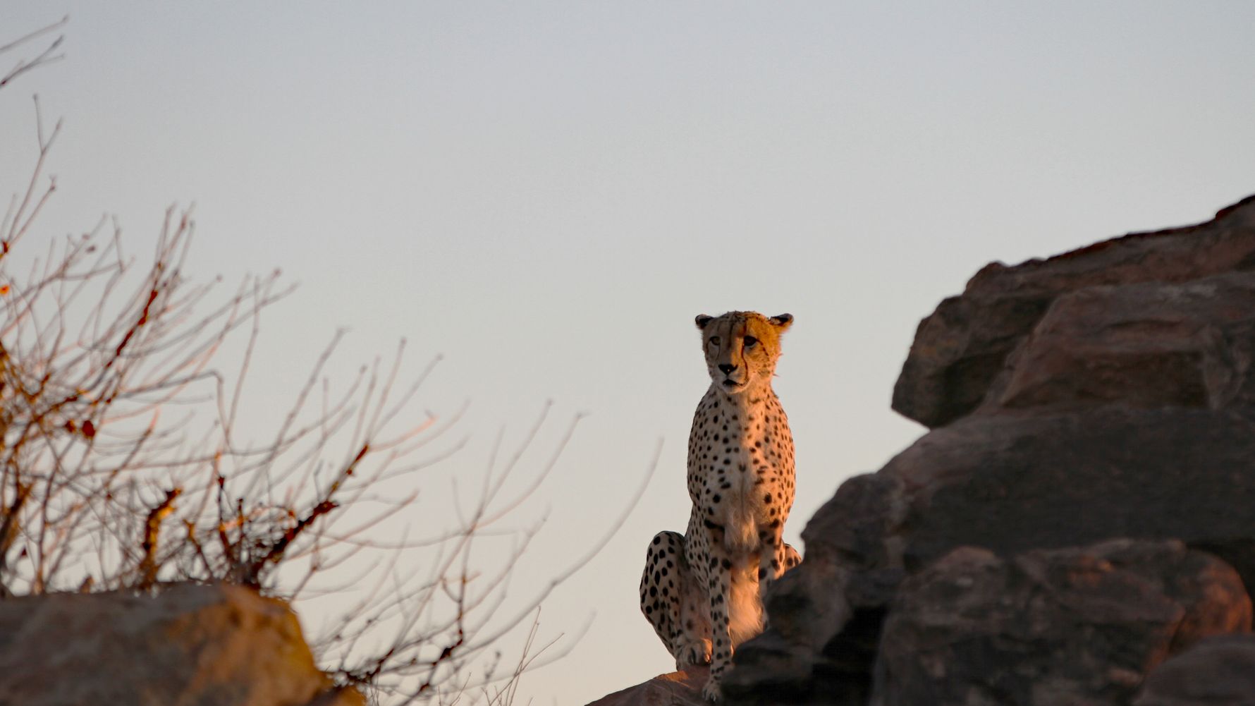 freiwilligenarbeit-artenschutz-gepard-in-suedafrika-rueckblick-2017-blog-natucate