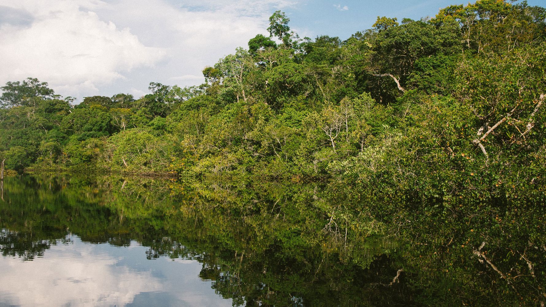 The green Amazon rainforest on a cloudy day was photographed from the water
