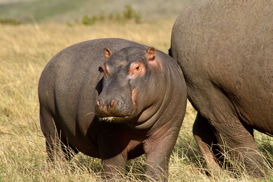 Ein junges Flusspferd, auch Großflusspferd genannt, in der Nähe seiner Mutter.