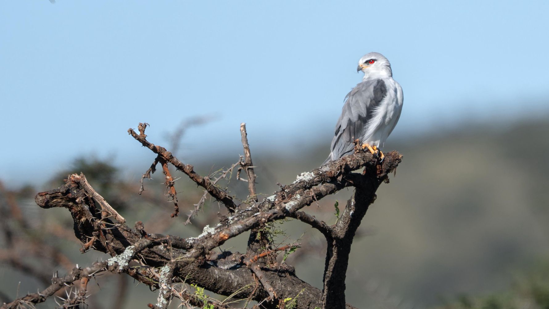 White-grey bird on a branch