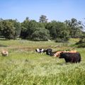 reiseorte-usa-grass-valley-kuhe-natucate