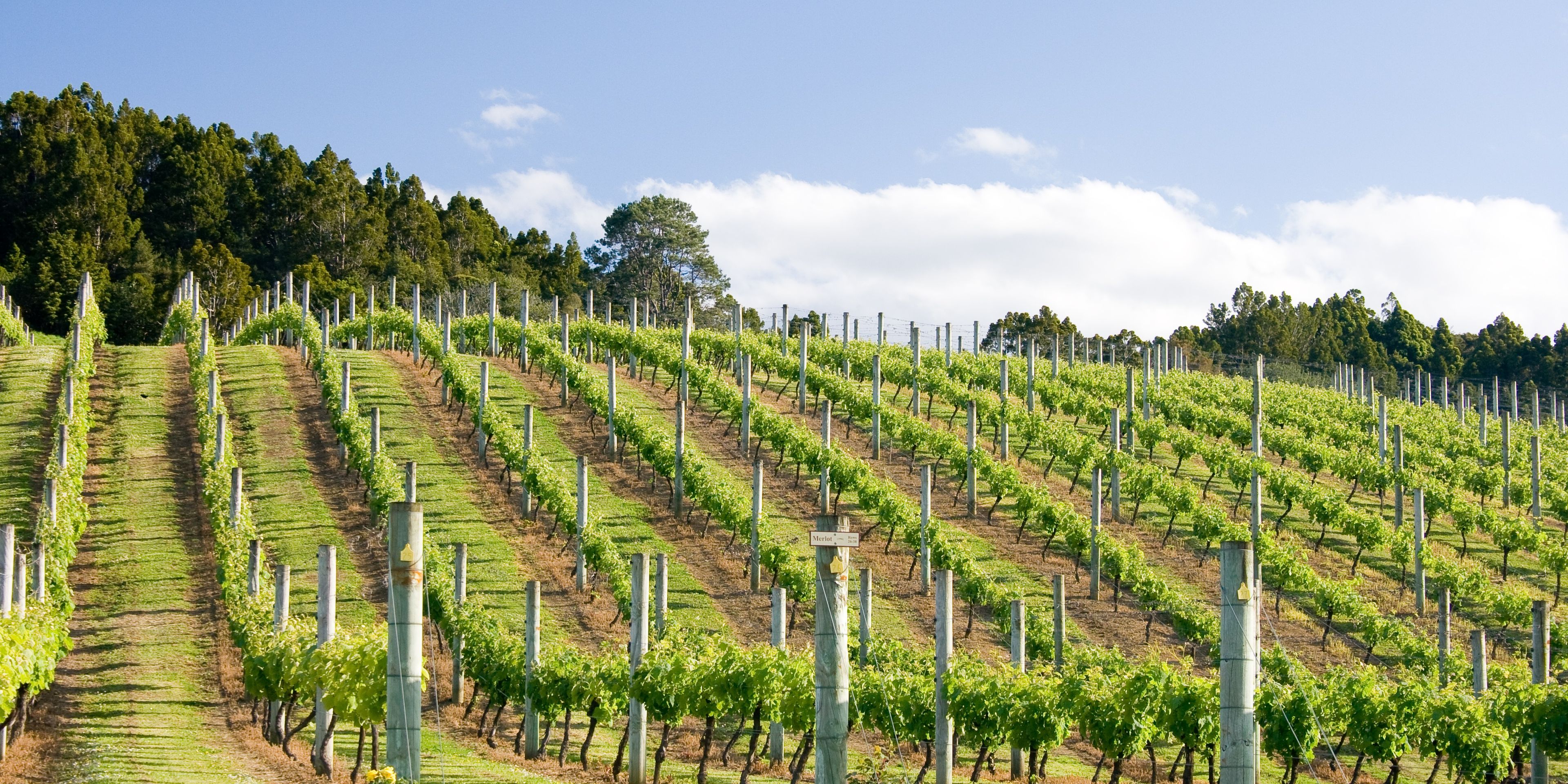 Weinreben werden an der Sonnen zugewandten Seite eines Hanges angebaut