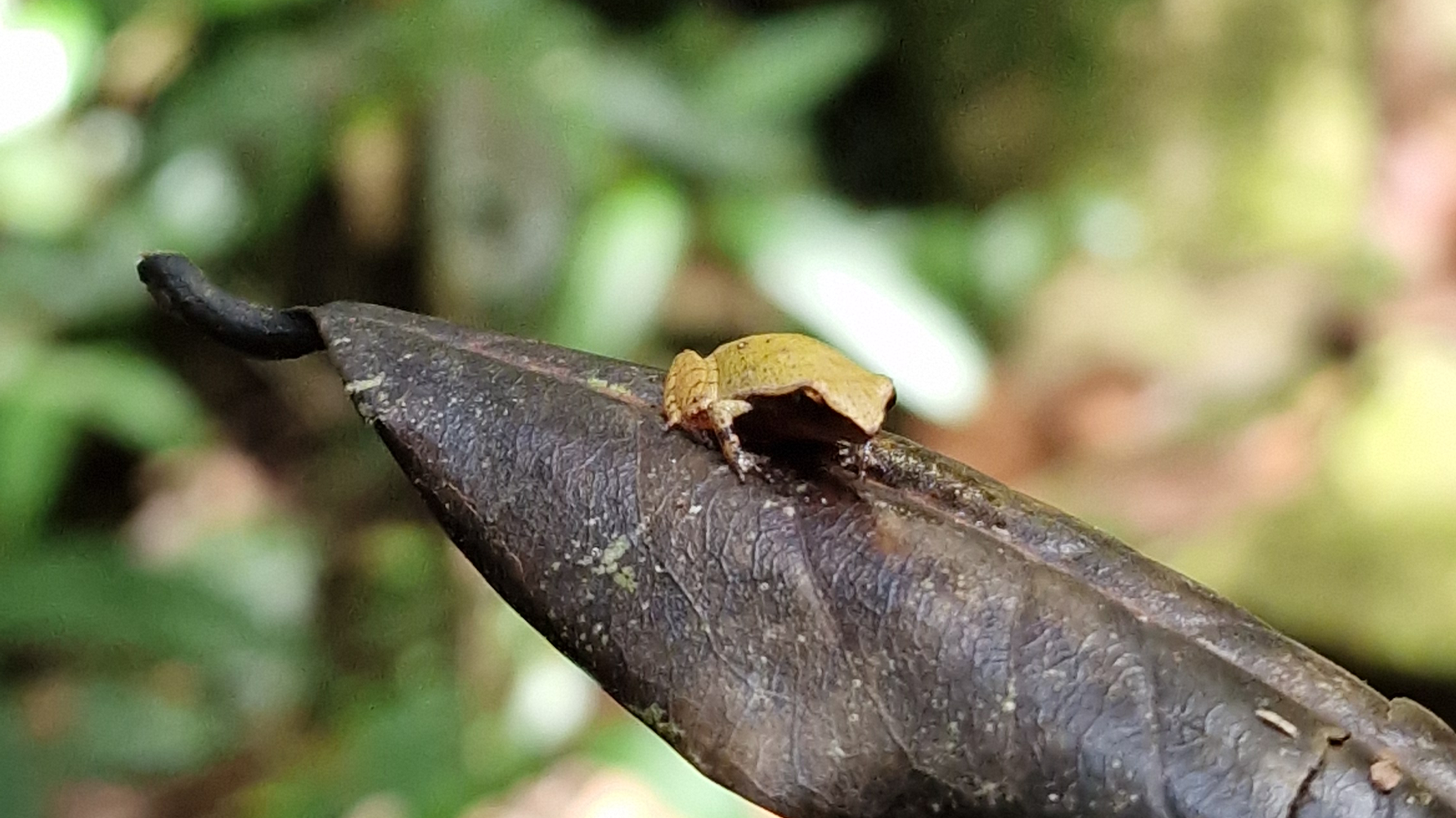 Masoala Frosch