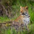 gabon-country-information-ivindo-national-park-leopard