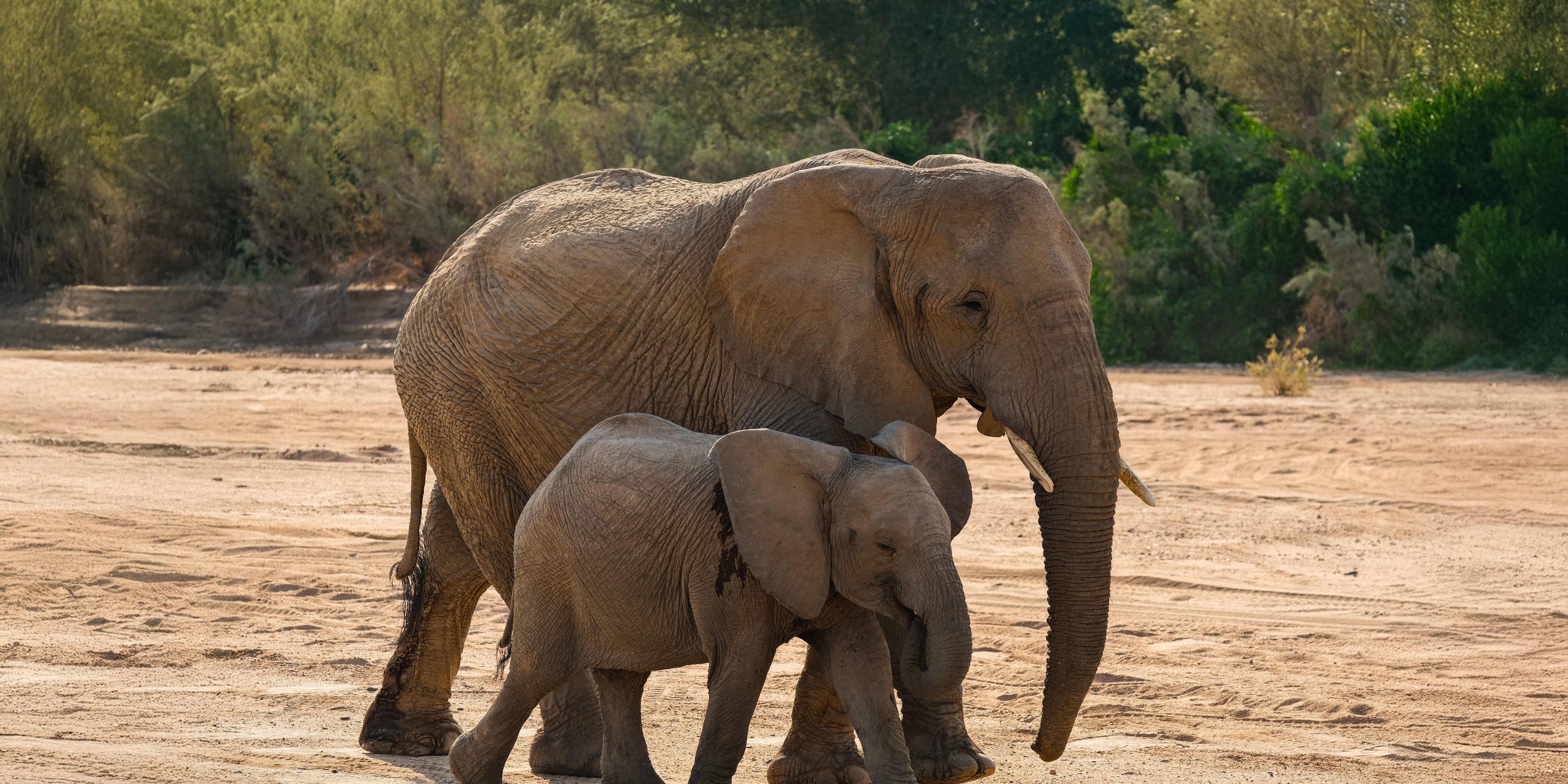 natucate-sabbatical-namibia-elefantenschutz-elefanten-mutter-kind