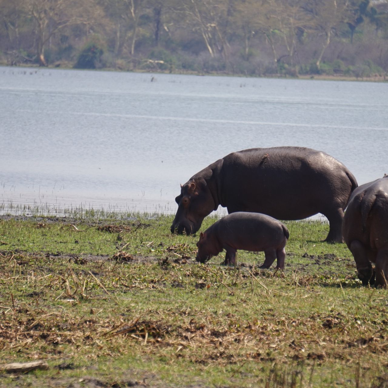 Hippos