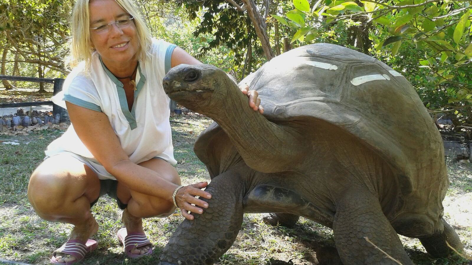 freiwilligenarbeit-seychellen-erfahrungsbericht-artenschutz-kundenfotos-schildkroete-natucate