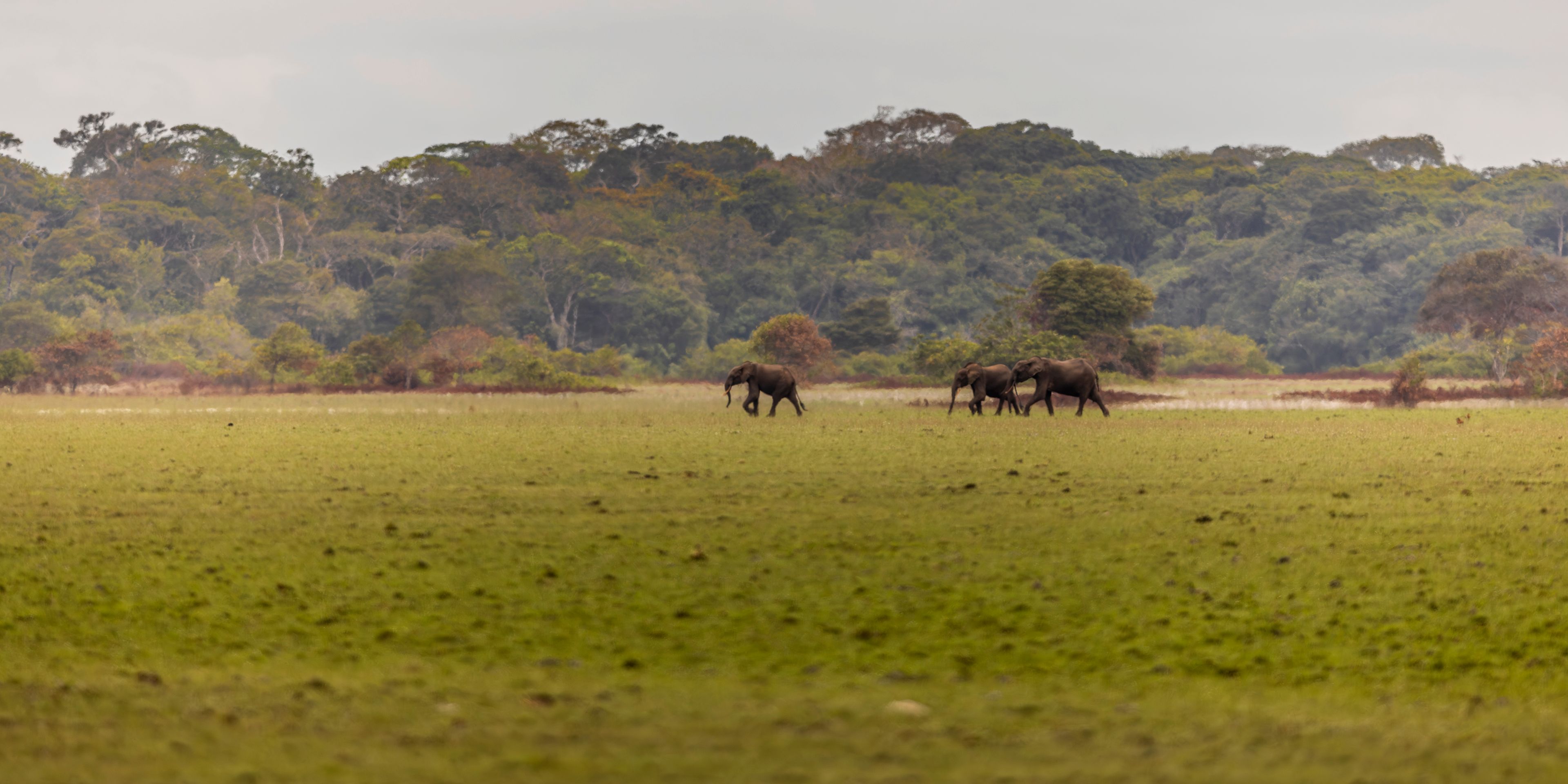 natucate-nature-travel-gabon-wilderness-trails-elephant-walking