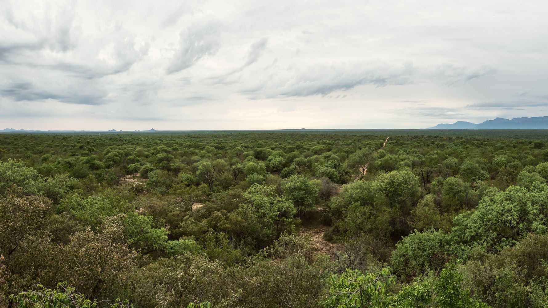 savanne-zwischen-wueste-und-wald-karongwe-blog-natucate