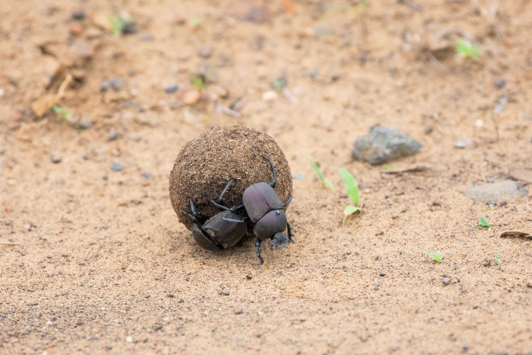 natucate-internship-south-africa-zululand-dungbeetle
