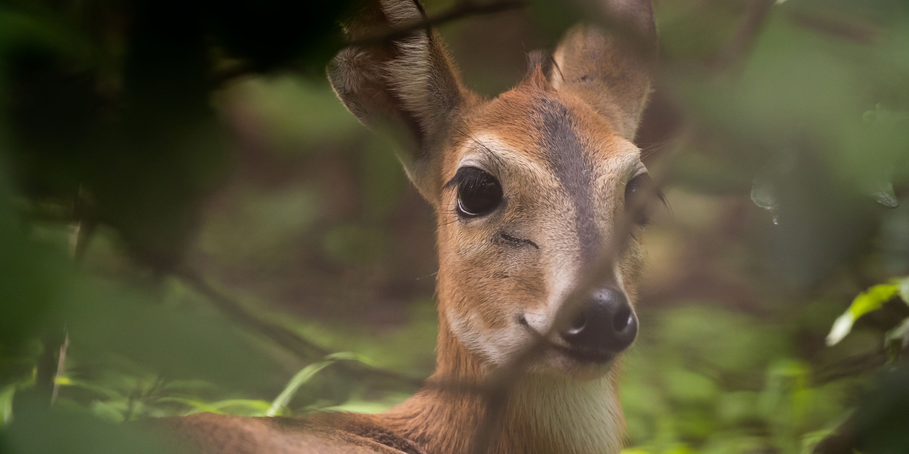 volunteering-malawi-sanctuary-duiker-headshot