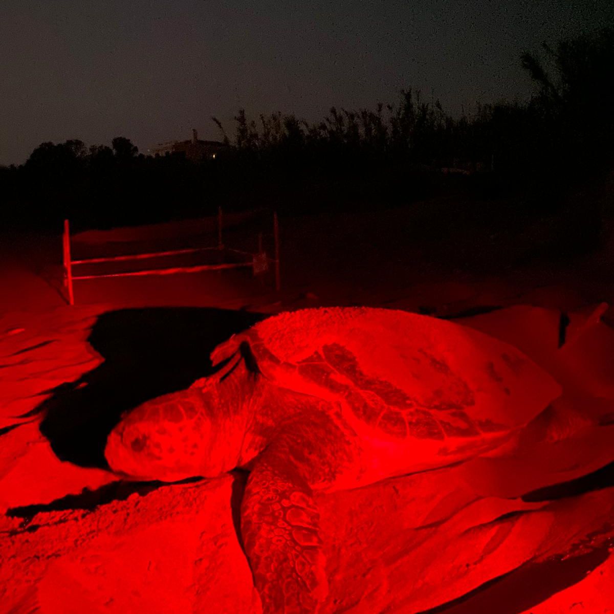 erfahrungsberichte-freiwilligendienst-griechenland-milena-nachts-natucate