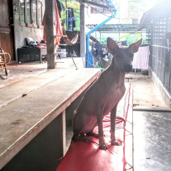 freiwilligenarbeit-thailand-erfahrungsbericht-hunde-tierschutz-natucate